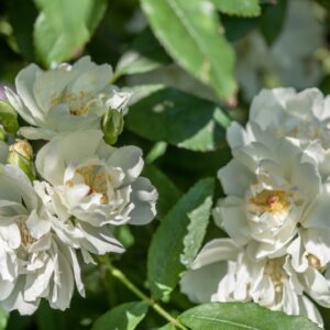 ROSA PUREZZA - ROSACEAE - 1208