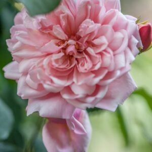 ROSA ALBERTINE - ROSACEAE -1209