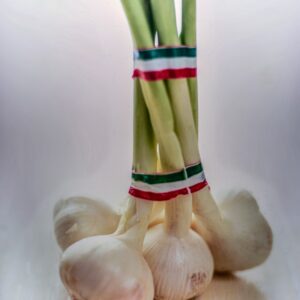 AGLIO - S 01011500