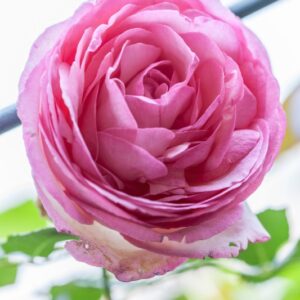 ROSA PIERRE DE ROSNARD - 1210