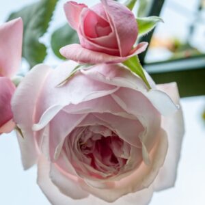 ROSA NAHEMA - ROSACEAE - 1211