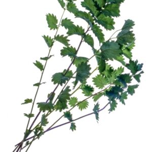 PIMPINELLA - S 44990 - 8203