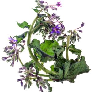 BORRAGGINE - BORAGO OFFICINALIS, BORRAGINE, BORAGINACEAE, ZONE MEDITERRANEE - S44990 - 8204