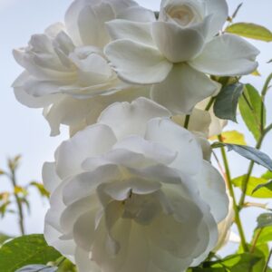 ROSA ICEBERG - ROSACEAE -1212