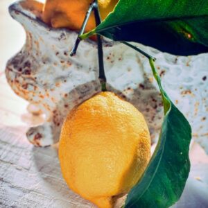 LIMONI - S 18990 - 8236