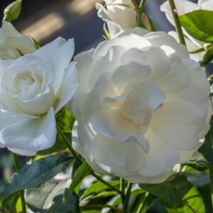 ROSA ICEBERG - ROSACEAE - 1213