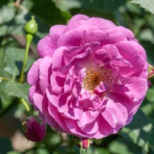 ROSA LAVENDER LASSIE - ROSACEAE - 1214