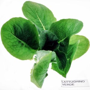 LATTUGHINO VERDE - S0103015