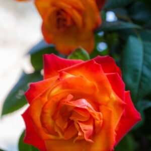 ROSA TEMPI MODERNI - ROSACEAE - 1216