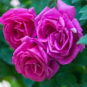 ROSA ZEPHIRINE DROUHIN - ROSACEAE - 1217