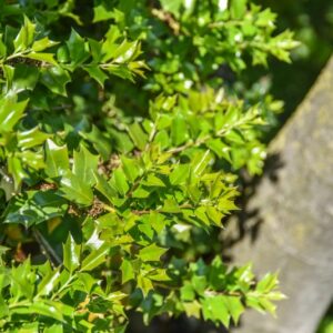 STAPHYLEA, HOLOCARPA, ROSEA, STAPHYLEACEAE - 904