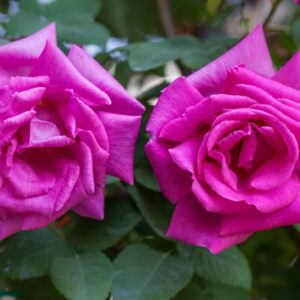 ROSA ZEPHIRINE DROUHIN - ROSACEAE - 1219