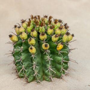 FEROCACTUS PENINSULAE - CACTACEAE - 1220