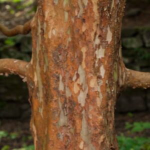 STEWARTIA MONODELPHA - GIAPPONE - THEACEAE - 909