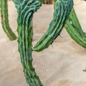 MYRTILLOCACTUS GEOMETRIZANS CRESTATO - CACTACEAE - 1222