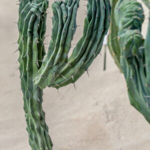 MYRTILLOCACTUS GEOMETRIZANS CRESTATO - CACTACEAE - 1223