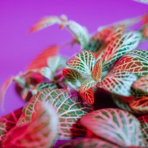 FITTONIA - S17990 - 5695
