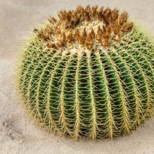 ECHINOCACTUS GRUSONII - CACTACEAE - 1225