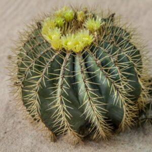 FEROCACTUS GLAUCESCENS - CACTACEAE - 1226