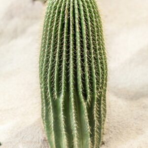 NEOBUXBAUMIA POLYLOPHA - CACTACEAE - 1228