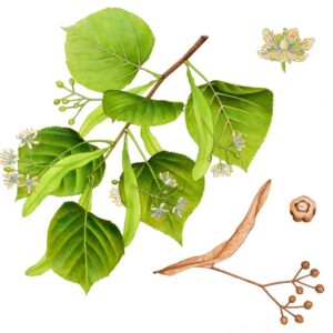 TIGLIO - TILIA PLATYPHYLLOS - TILIACEAE - SS_924