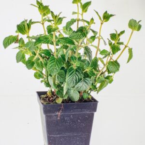 MENTA PIPERITA - 5954