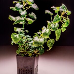 MENTA PIPERITA - 5958