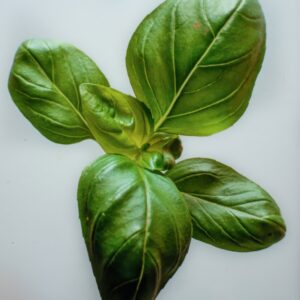 BASILICO