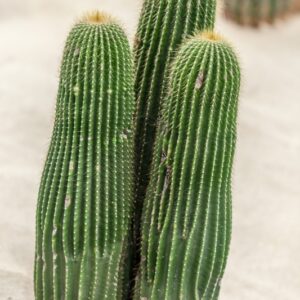 NEOBUXBAUMIA POLYLOPHA - CACTACEAE - 1230