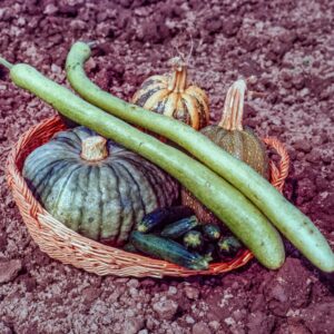 VARIETÀ DI ZUCCHE
