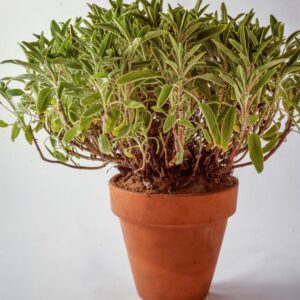 VASO DI SALVIA - 6018