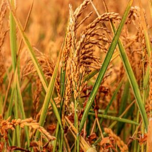 RISO - RISAIA - S0105521 - 6053