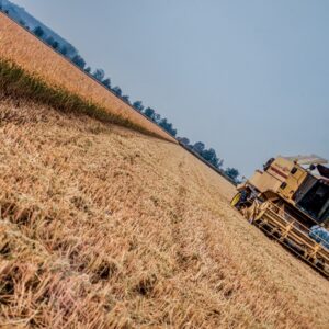 RISO - RISAIA - MIETITURA - S0105528 - 6055