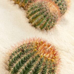 FEROCACTUS PILOSUS - CACTACEAE - 1231