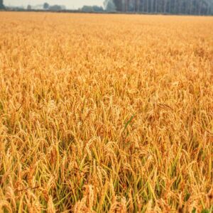 RISO - RISAIA - S0105520 - 6054