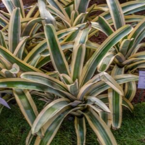 AECHMEA HARVEYS PRIDE - BROMELIACEAE - 1233