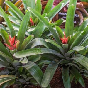 AECHMEA - LITTLE HARV - BROMELIACEAE -1234