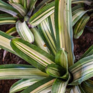 AECHMEA LOIES PRIDE - BROMELIACEAE - 1235
