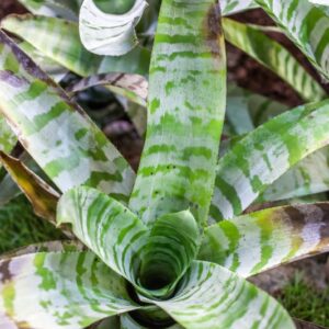 AECHMEA ZEBRINA PINK - BROMELIACEAE -1236