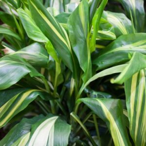 CORDYLINE FRUTICOSA - GOLD STRIPE - CORDYLINE FRUTICOSA - SOLEDAD PURPLE - CORDYLINE FRUTICOSA - ELECTRA - CORDYLINE FLORICA RED - ASPARAGACEAE - 1238