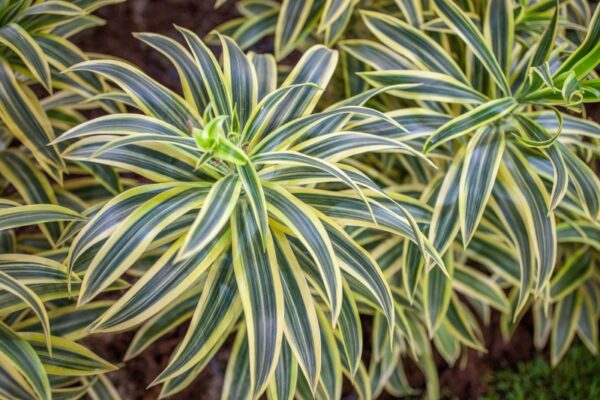 DRACAENA REFLEXA - ASPARAGACEAE - 1237