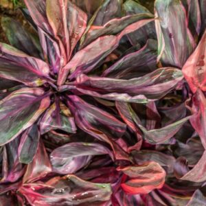 CORDYLINE FRUTICOSA - ELECTRA - CORDYLINE FLORICA RED - ASPARAGACEAE - 1240
