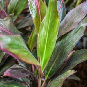 CORDYLINE FLORICA RED - ASPARAGACEAE - 1245
