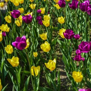 TULIPA, TULIPANO, YOKOAMA, NEGRITA, LILIACEAE - SS_959