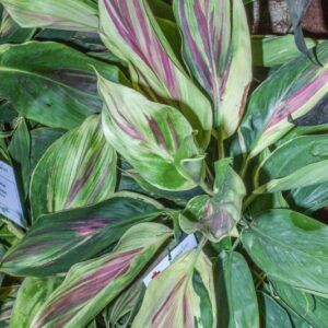 CORDYLINE FRUTICOSA - EXOTICA - ASPARAGACEAE - 1249
