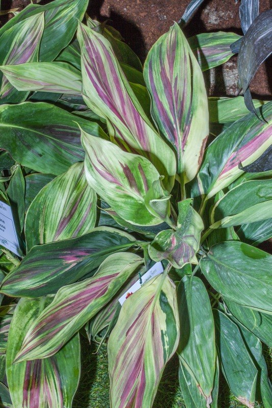 CORDYLINE FRUTICOSA - EXOTICA - ASPARAGACEAE - 1249