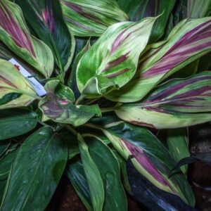 CORDYLINE FRUTICOSA - EXOTICA - ASPARAGACEAE - 1250