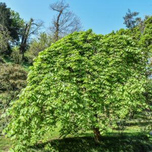 ULMUS GLABRA, VAR PENDULA, ULMACEAE, NORD CENTRO EUROPA