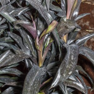CORDYLINE FRUTICOSA - BALI RED - ASPARAGACEAE - 1253