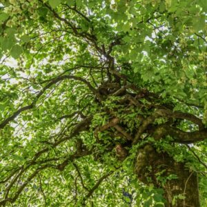ULMUS GLABRA, VAR PENDULA, ULMACEAE, NORD CENTRO EUROPA